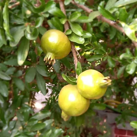 Hébergement de vacances Il Giardino Solarussa