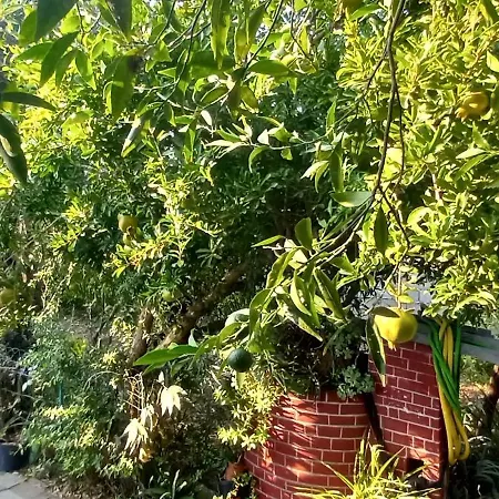 Il Giardino